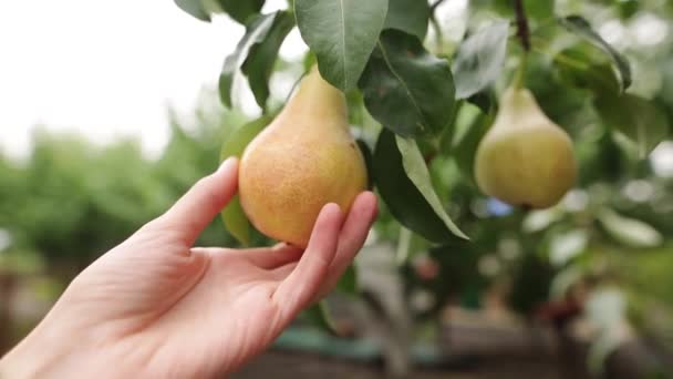 La femme prend une poire juteuse mûre dans sa main. La main de la femelle touche le fruit sur l'arbre lors de la récolte dans une ferme biologique. Le concept d'une alimentation saine . — Video