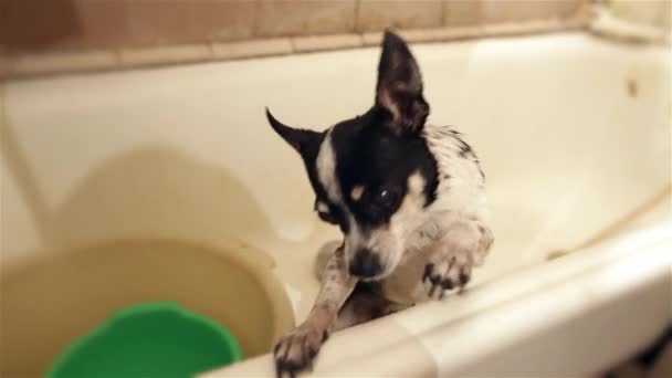 Een kleine grappige hond neemt water procedures. De natte chihuahua probeert te krijgen uit de badkamer. — Stockvideo