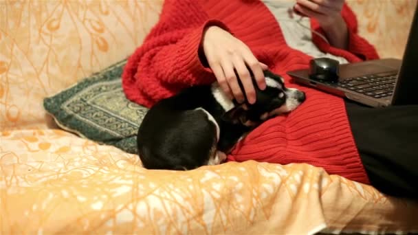 Haustiere und Liebe zu Tieren. Frau zu Hause im Büro plaudert und streichelt einen schlafenden Chihuahua oder Toy Terrier. Kleiner Hund schläft und steckt seine Nase in die Jacke der Herrin. — Stockvideo