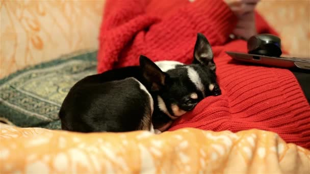 Young woman in a red jacket at home room or office with a sleeping chihuahua or toy-terrier. Little dog sleeps while his misstress chatting in internet. People, pets and love for animals concept. — Stock Video