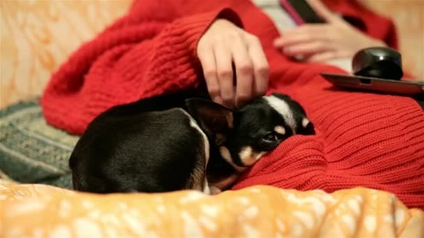 Amante amante acaricia las orejas de su mascota. Pequeño cachorro se está calentando en los sofás duerme, empujando su nariz en el bolsillo de tela. Chica en chaqueta roja en la habitación de casa con un chihuahua durmiendo — Vídeos de Stock