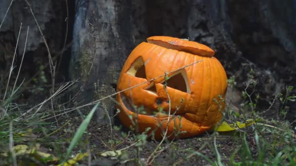 El primer plano de una espeluznante calabaza podrida con una tapa cerca de un viejo tocón de madera está iluminado por una luz brillante. primer plano de un jack-o-linterna preparada para Halloween. Un concepto de desperdicio de alimentos . — Vídeo de stock