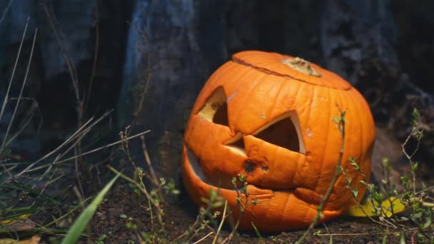 Griezelige Halloween pompoen bedekt met schimmel in de buurt van een oude houten stronk wordt verlicht door een helder licht die in verschillende richtingen beweegt. Jack-o-lantaarn met een deksel liggen in het gras. — Stockvideo