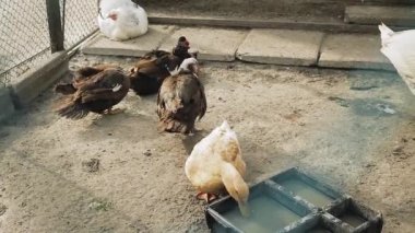 İstasyonu doğa bahçedeki ördekleri dinlenme.