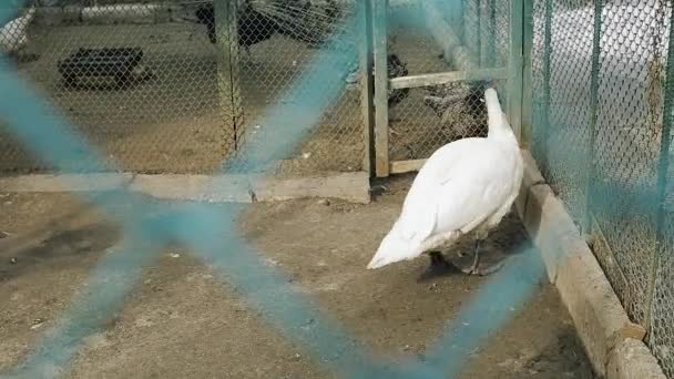 A white swan walks in the farmyard yard. — Stock Video