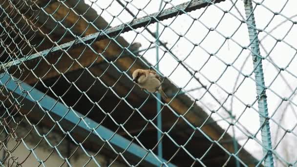 Bird sparrow in the steel grating. — Stock Video