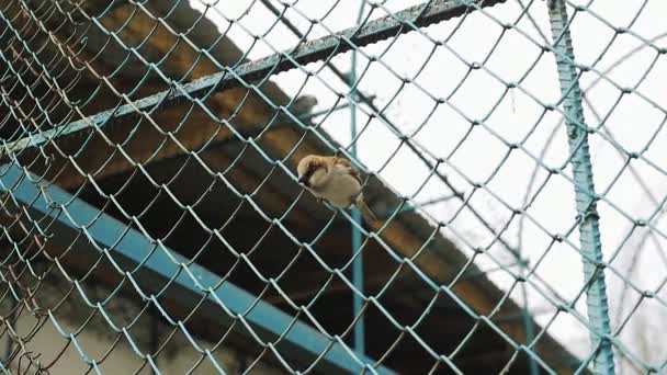 Moineau oiseau dans la grille en acier . — Video