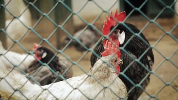 Hen と裏庭の鶏. — ストック動画