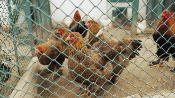 Galline rosse che camminano in una fattoria all'aperto . — Video Stock