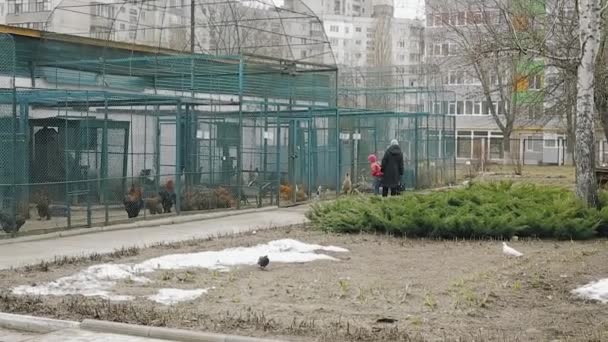 SUMY, UCRANIA - 06 MAR 2018: Los visitantes observan las increíbles aves raras en el jardín botánico . — Vídeo de stock