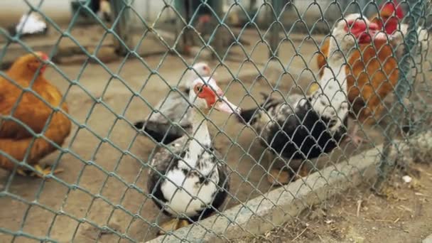 Прекрасные утки за решеткой в ботаническом саду . — стоковое видео