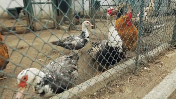 Patos e galinhas jovens no estaleiro de aves de capoeira da exploração . — Vídeo de Stock