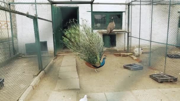 A beautiful peacock shows off his huge tail. — Stock Video