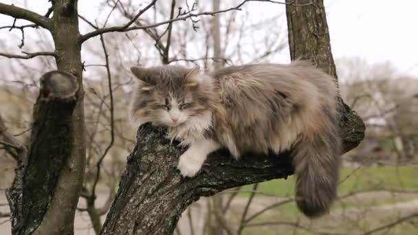 Chat gris sans abri dormant sur un arbre au printemps . — Video