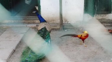 Altın sülün veya Çince sülün umarsızca yürümek.