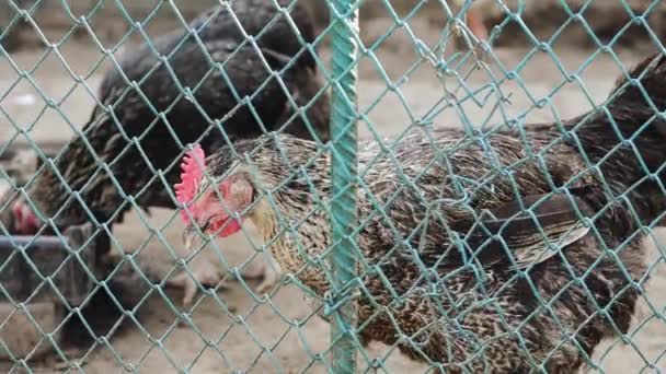 Grappige kippen eten korrels in een tuin op het platteland — Stockvideo