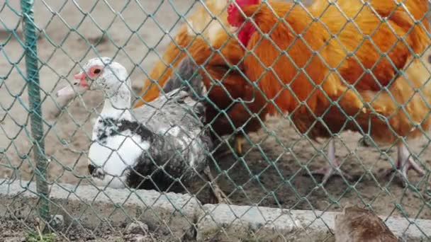 Mladá kachna a slepice na dvoře drůbeží farmy. — Stock video