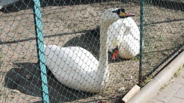 Два белых лебедя греются во дворе за решеткой. . — стоковое видео