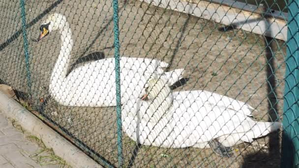 Два белых лебедя отдыхают на ферме. Один из них чистит перо. . — стоковое видео