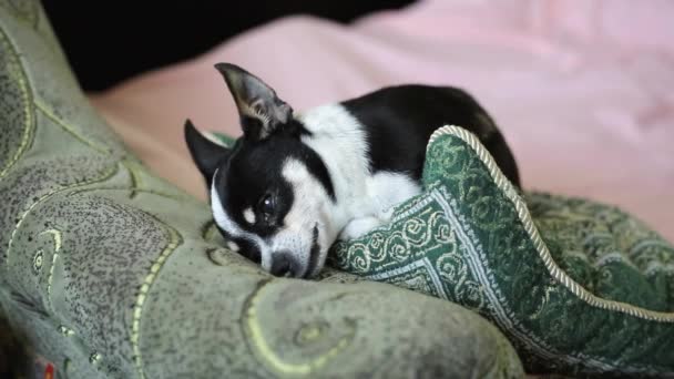 Chihuahua o perro juguete terrier se encuentra en el sofá. Vista frontal . — Vídeo de stock