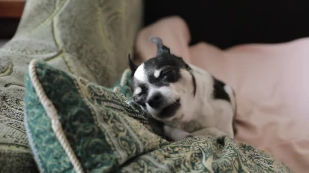 Een kleine hond mist de eigenaar en noemt hem. — Stockvideo