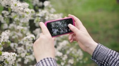 Üst düzey kadın çiçek açması ağaca bir smartphone cep telefonu ile fotoğraf çekimi.