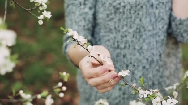 La mano femenina toca una rama de cerezo en flor . — Vídeos de Stock
