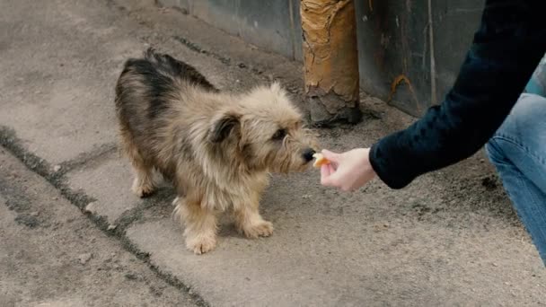 The old homeless dog sniffs a piece of bread. — Stock Video