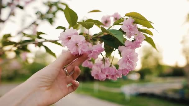 Ženská ruka se dotýká kvetoucí sakura květiny nebo cherry v parku.