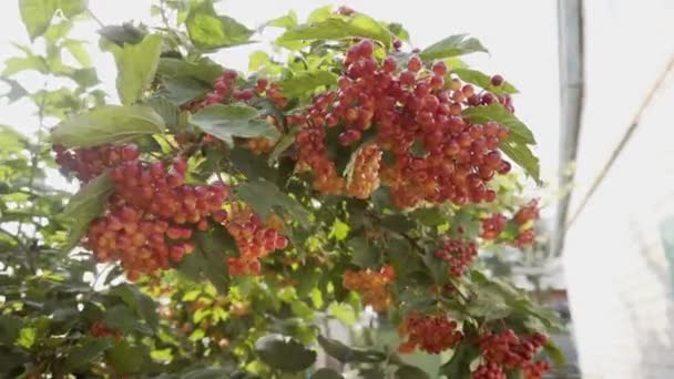 Rode bessen van een viburnum op een tak op het platteland. — Stockvideo