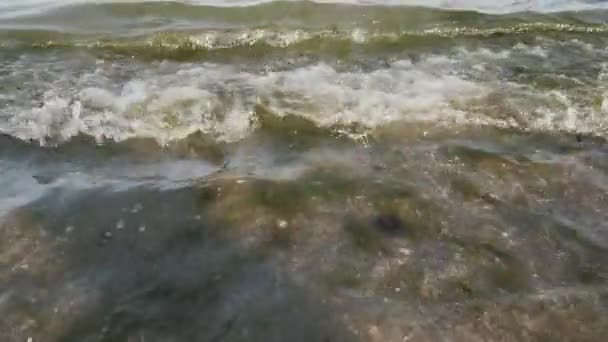 Ondas do mar com muitas algas lavar a costa arenosa na noite de verão . — Vídeo de Stock