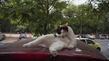 Karışık renkli kedi patisini kaldırarak kendini temizler. Arabanın tavanında, dışarıda.. 