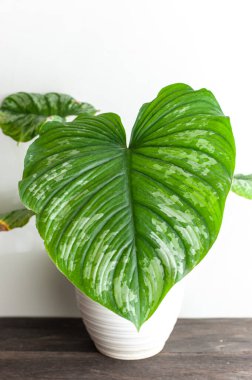 filodendron mamei güzel ev bitkileri beyaz saksı üzerinde