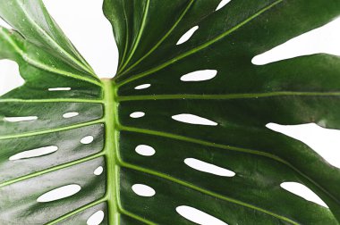 Monstera kompozisyon tasarımı için dekorasyon yapıyor. Tropikal, botanik doğa fikirler üretiyor..