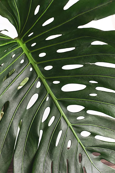 Monstera Leaves Decorating Composition Design Tropical Botanical Nature Concepts Ideas — Stock Photo, Image