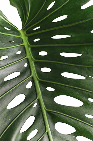 モンステラは構図デザインのために装飾を残します 熱帯植物性の概念 — ストック写真