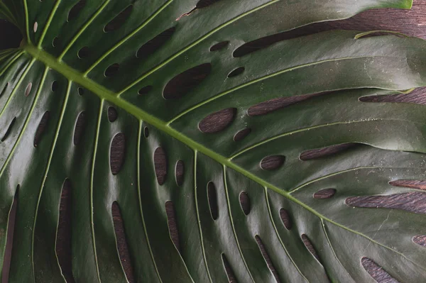 Monstera Leaves Decorating Composition Design Tropical Botanical Nature Concepts Ideas — Stock Photo, Image