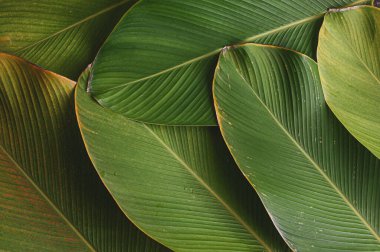 Yaprak dokusu gibi tropikal bir muz. Calathea luthea puro calathea. Koyu yeşil yapraklar palmiye arkaplanı. 