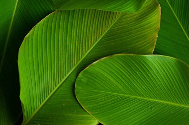 Yaprak dokusu gibi tropikal bir muz. Calathea luthea puro calathea. Koyu yeşil yapraklar palmiye arkaplanı. 