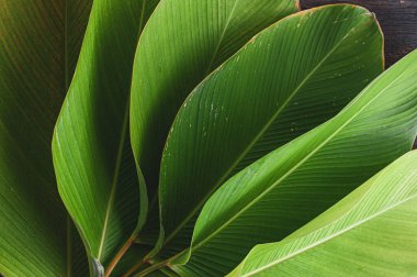 Yaprak dokusu gibi tropikal bir muz. Calathea luthea puro calathea. Koyu yeşil yapraklar palmiye arkaplanı. 