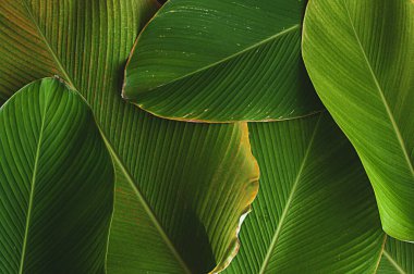 Yaprak dokusu gibi tropikal bir muz. Calathea luthea puro calathea. Koyu yeşil yapraklar palmiye arkaplanı. 