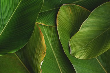 Yaprak dokusu gibi tropikal bir muz. Calathea luthea puro calathea. Koyu yeşil yapraklar palmiye arkaplanı. 