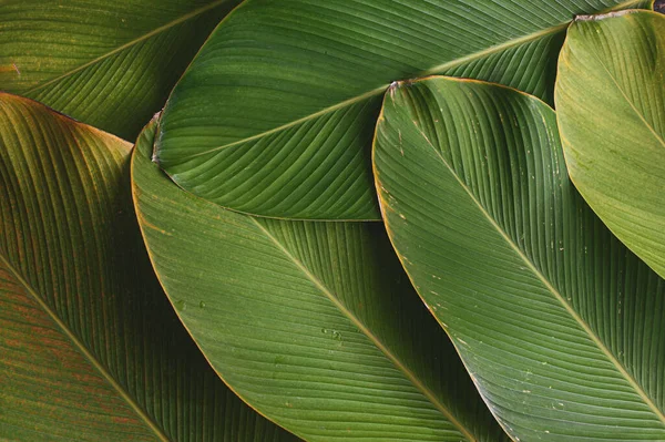 Tropische Blad Banaan Achtige Blad Textuur Calathea Luthea Sigaar Calathea — Stockfoto