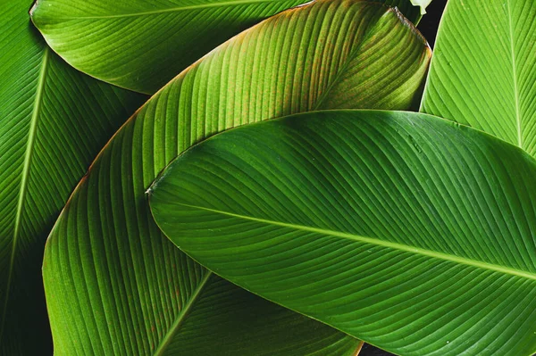 Тропические Листья Банан Лист Текстуры Calatea Luthea Cigar Calatea Темно — стоковое фото