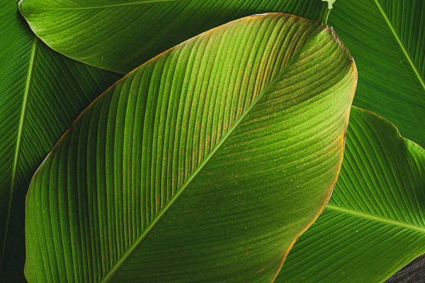 tropical leaf banana like leaf texture. calathea luthea cigar calathea. dark green leaves palm background.