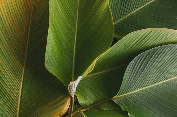 tropical leaf banana like leaf texture. calathea luthea cigar calathea. dark green leaves palm background.