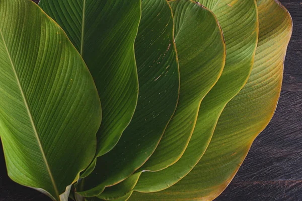 Tropical Leaf Banana Leaf Texture Calathea Luthea Cigar Calathea Dark — Stock Photo, Image