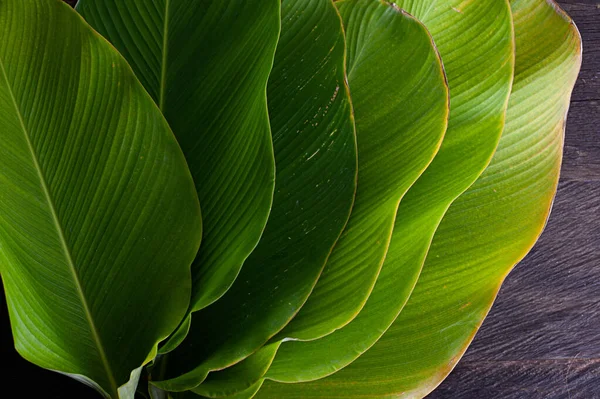 tropical leaf banana like leaf texture. calathea luthea cigar calathea. dark green leaves palm background.