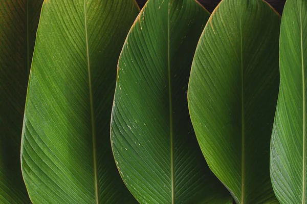 Tropical Leaf Banana Leaf Texture Calathea Luthea Cigar Calathea Dark — Stock Photo, Image