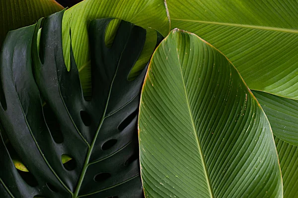 tropical leaf banana like leaf texture. calathea luthea cigar calathea. dark green leaves palm background.
